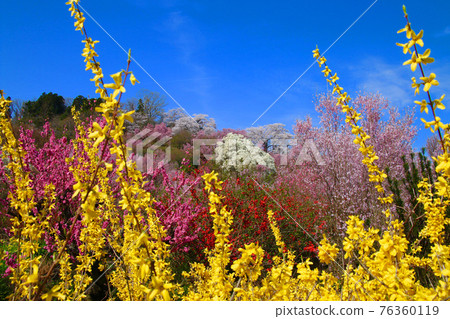 Hanamiyama / Sakura (Fukushima City, Fukushima Prefecture) Hanamiyama / Sakura (Fukushima City, Fukushima Prefecture) 76360119