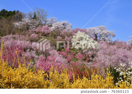 Hanamiyama / Sakura (Fukushima City, Fukushima Prefecture) Hanamiyama / Sakura (Fukushima City, Fukushima Prefecture) 76360123
