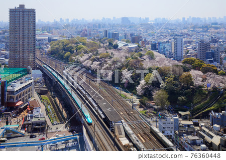 Yoshino cherry tree in full bloom of Asukayama and Tohoku Shinkansen Yoshino cherry tree in full bloom of Asukayama and Tohoku Shinkansen 76360448