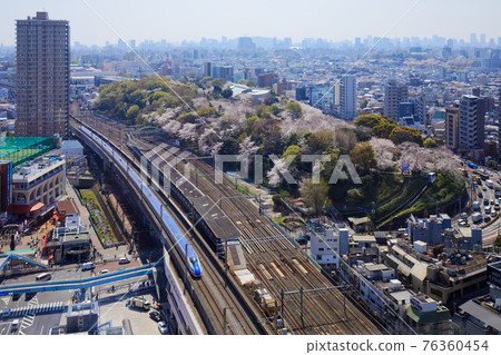 Somei Yoshino and Hokuriku Shinkansen in full bloom in Asukayama 76360454