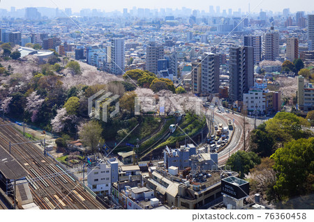 飛鳥山盛開的吉野櫻花和飛鳥都電 飛鳥山盛開的吉野櫻花和飛鳥都電 76360458