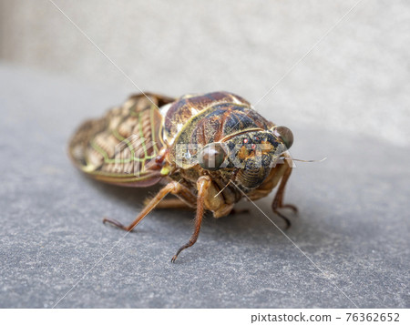 Brown cicada Brown cicada 76362652