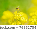 Rape blossoms and bees 76362754