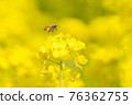 Rape blossoms and bees 76362755