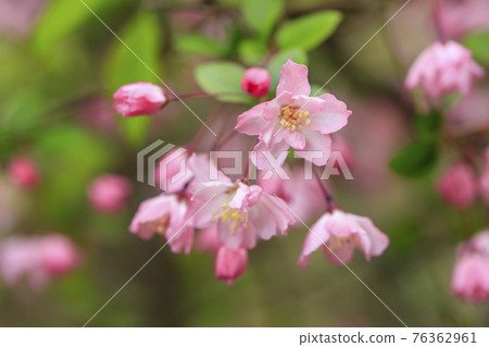 Pink flower sea urchin (Malus halliana) 76362961