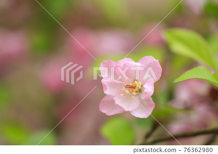 粉花海膽 (Malushalliana) 粉花海膽 (Malushalliana) 76362980