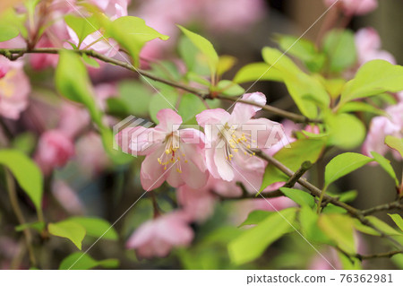 Pink flower sea urchin (Malus halliana) 76362981