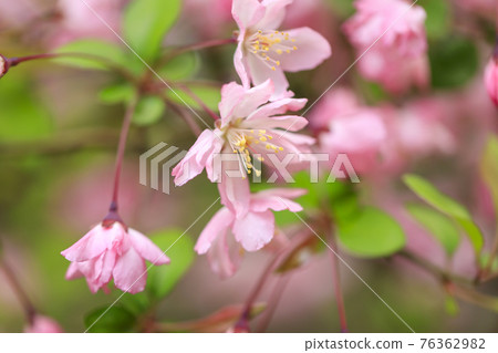 Pink flower sea urchin (Malus halliana) 76362982