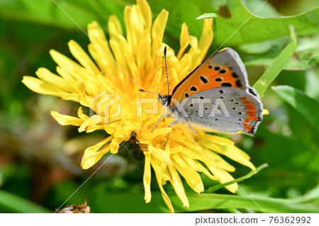 Lycaena phlaeas Lycaena phlaeas 76362992