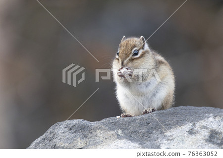 Wild chipmunk eating nuts 76363052