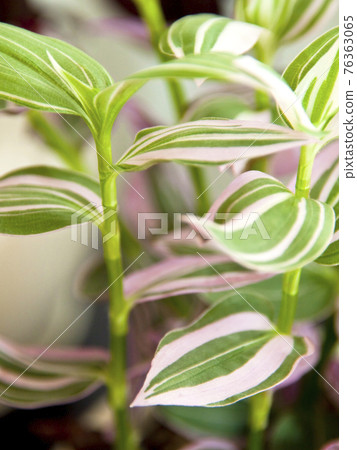 Gorgeous ornamental plants Gorgeous ornamental plants 76363065