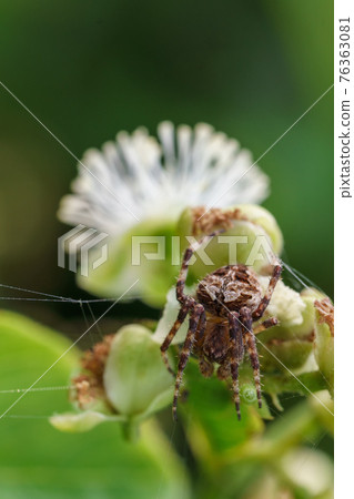 close up spider on grass flower nature background 76363081