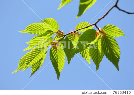 新鮮的綠色生態形象(Carpinus tschonoskii的年輕葉子) 新鮮的綠色生態形象(Carpinus tschonoskii的年輕葉子) 76363410