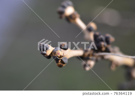 Common ash Common ash 76364119
