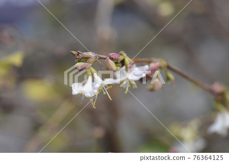 Winter flowering honeysuckle Winter flowering honeysuckle 76364125