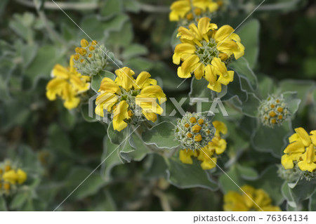 Jerusalem sage Jerusalem sage 76364134