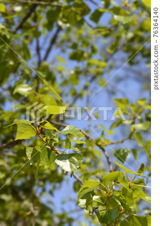 Lombardy poplar Lombardy poplar 76364140