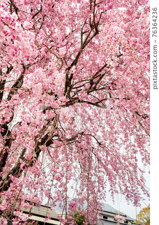 Mt. Neko and the blooming cherry blossoms seen from Aso Takamori are beautiful Mt. Neko and the blooming cherry blossoms seen from Aso Takamori are beautiful 76364236