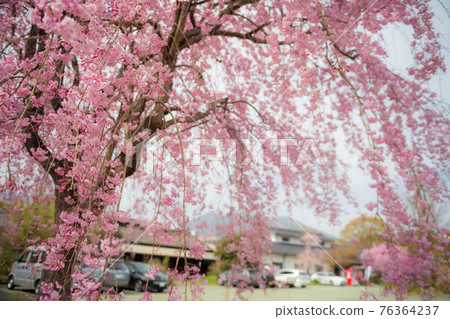 Mt. Neko and the blooming cherry blossoms seen from Aso Takamori are beautiful Mt. Neko and the blooming cherry blossoms seen from Aso Takamori are beautiful 76364237