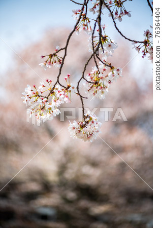 Mt. Neko and the blooming cherry blossoms seen from Aso Takamori are beautiful 76364404
