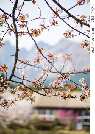 Mt. Neko and the blooming cherry blossoms seen from Aso Takamori are beautiful Mt. Neko and the blooming cherry blossoms seen from Aso Takamori are beautiful 76364426
