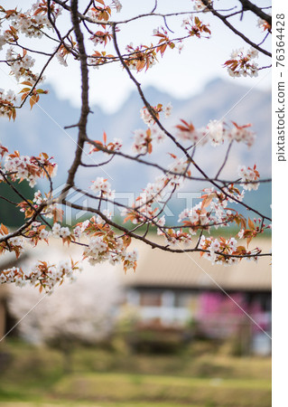Mt. Neko and the blooming cherry blossoms seen from Aso Takamori are beautiful Mt. Neko and the blooming cherry blossoms seen from Aso Takamori are beautiful 76364428