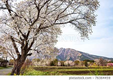 Mt. Neko and the blooming cherry blossoms seen from Aso Takamori are beautiful Mt. Neko and the blooming cherry blossoms seen from Aso Takamori are beautiful 76364459