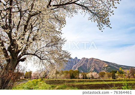 Mt. Neko and the blooming cherry blossoms seen from Aso Takamori are beautiful Mt. Neko and the blooming cherry blossoms seen from Aso Takamori are beautiful 76364461