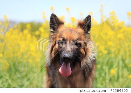 Laughing shepherd and rape field spring Laughing shepherd and rape field spring 76364505