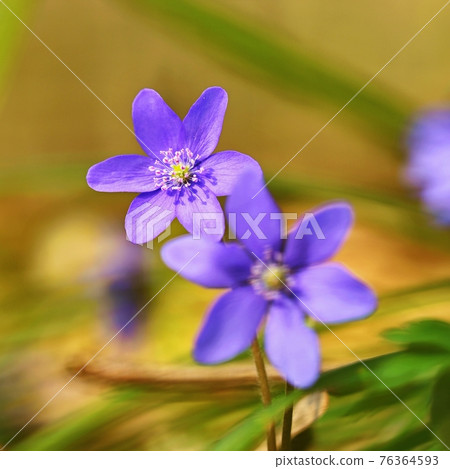 Spring flower. Beautiful purple plant in the forest. Colorful natural background. (Hepatica nobilis) Spring flower. Beautiful purple plant in the forest. Colorful natural background. (Hepatica nobilis) 76364593