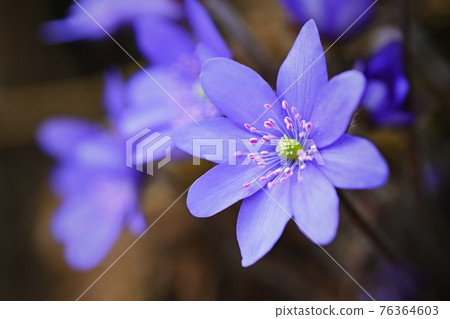 Spring flower. Beautiful purple plant in the forest. Colorful natural background. (Hepatica nobilis) Spring flower. Beautiful purple plant in the forest. Colorful natural background. (Hepatica nobilis) 76364603