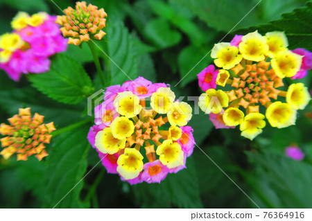 有馬纓丹花的風景 76364916