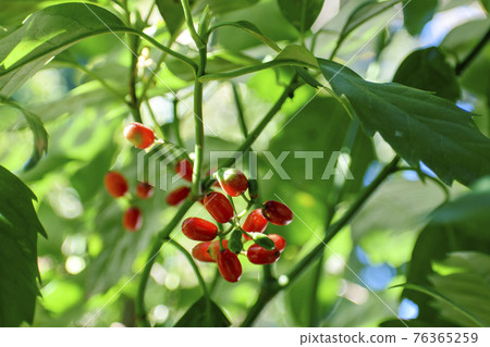 青木的果實 76365259