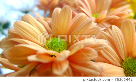 Simple daisy like flowers, close-up in natural light Simple daisy like flowers, close-up in natural light 76365442
