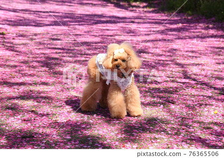 Toy poodle and cherry blossom petals Toy poodle and cherry blossom petals 76365506