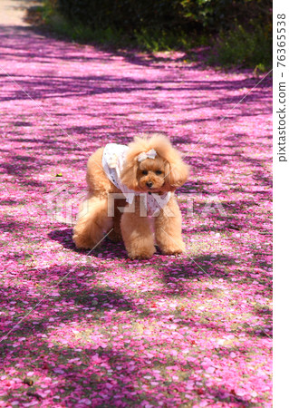 玩具貴賓犬和櫻花花瓣 玩具貴賓犬和櫻花花瓣 76365538