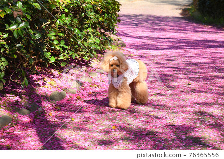 玩具貴賓犬和櫻花花瓣 76365556