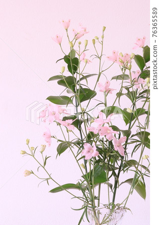 Delphinium and Ruscus Delphinium and Ruscus 76365589