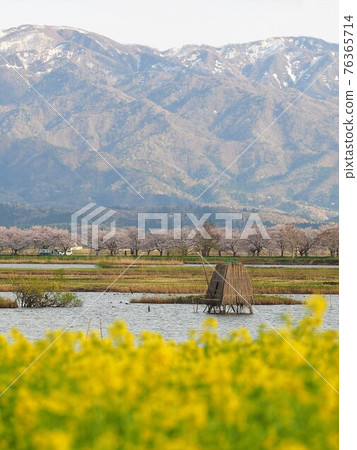 早春的福島形、櫻花、油菜花 早春的福島形、櫻花、油菜花 76365714