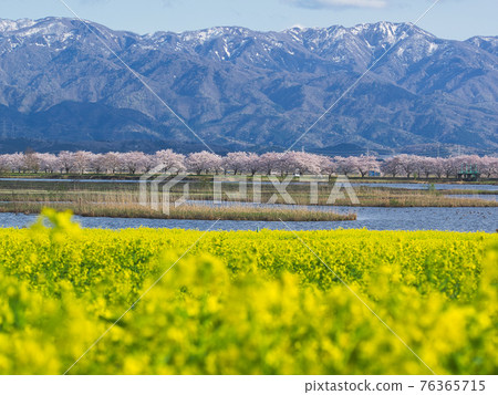 早春的福島形、櫻花、油菜花 早春的福島形、櫻花、油菜花 76365715