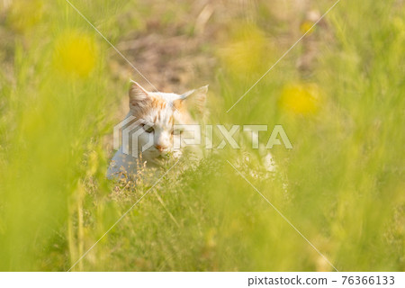 Rape blossoms and cats 76366133