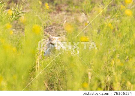 Rape blossoms and cats Rape blossoms and cats 76366134