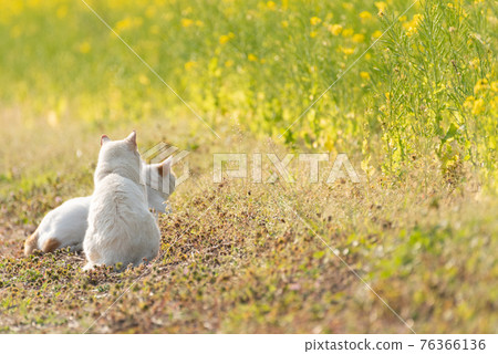強姦花朵和貓 76366136