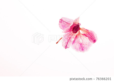 The withered dried orchid flower isolated on white background. Concept beautiful nature around The withered dried orchid flower isolated on white background. Concept beautiful nature around 76366201