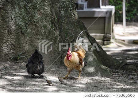 Hotaka Shrine (Azumino City) Zelkova and chicken in Wakamiya Nishi Hotaka Shrine (Azumino City) Zelkova and chicken in Wakamiya Nishi 76366500