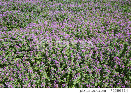 Lamium amplexicaule 76366514