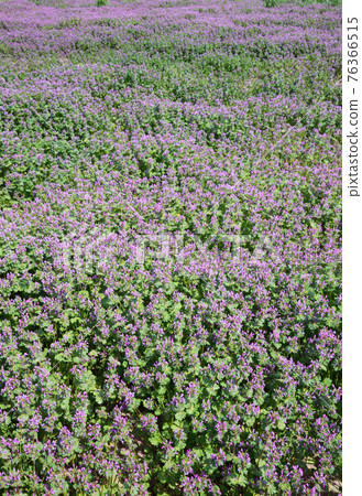 霍托肯諾扎 76366515