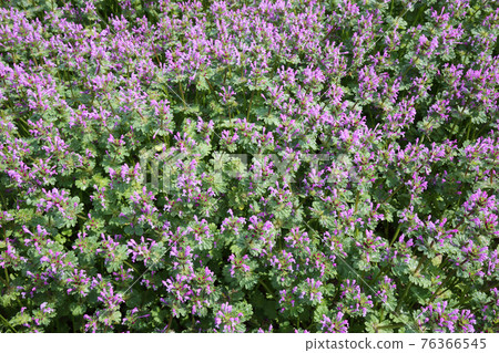 Lamium amplexicaule 76366545