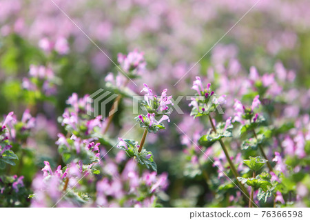 霍托肯諾扎 76366598