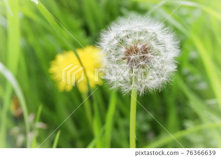 蒲公英的絨毛 76366639